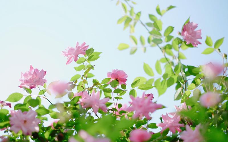 粉色蔷薇花唯美摄影图片桌面壁纸