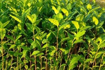 龙井茶苗种植技术