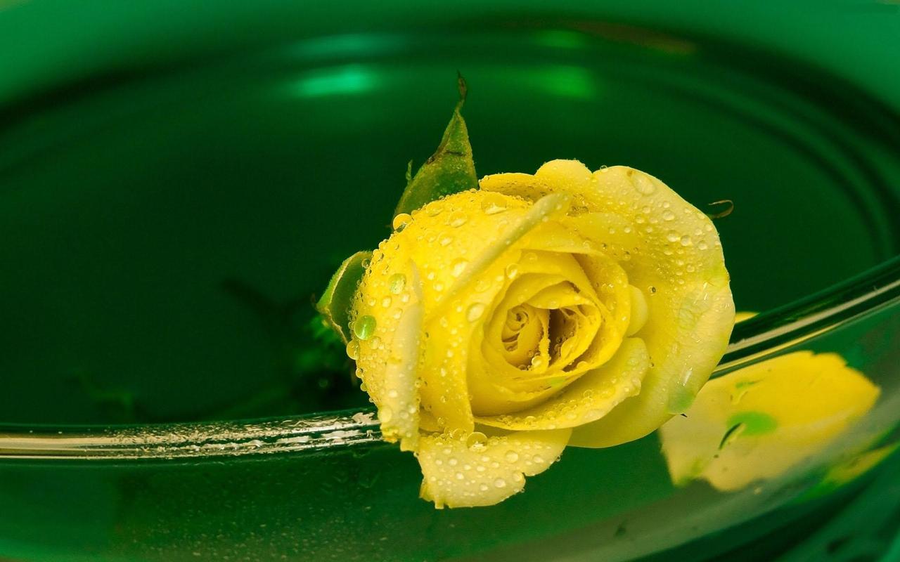 超清新花朵黄玫瑰高清桌面壁纸图片下载