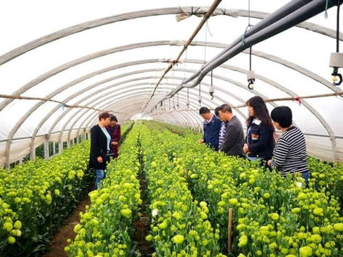 省农科院专家到麒麟区调研指导花卉产业发展